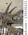Dinosaur fossils on display in a museum 139336231