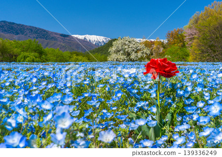 Nemophila fields and the Northern Alps at Azumino Park [Azumino City, Nagano Prefecture] 139336249
