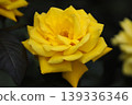 a bunch of roses in the garden 139336346