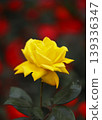 a bunch of roses in the garden 139336347