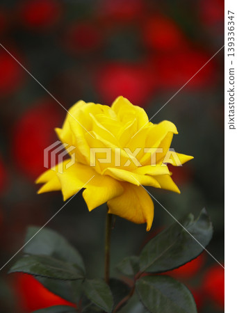 a bunch of roses in the garden a bunch of roses in the garden 139336347