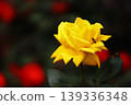 a bunch of roses in the garden 139336348