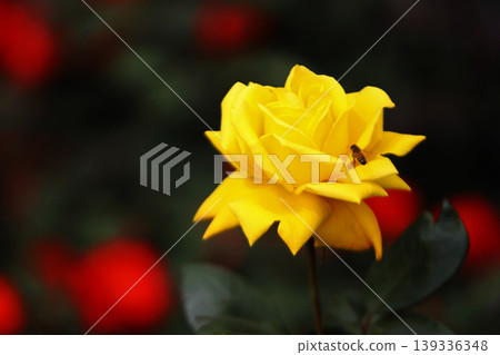 a bunch of roses in the garden a bunch of roses in the garden 139336348