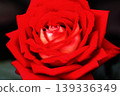 a bunch of roses in the garden 139336349