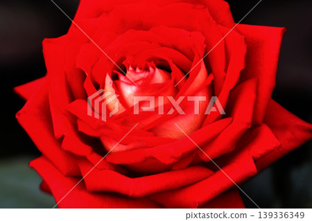 a bunch of roses in the garden a bunch of roses in the garden 139336349