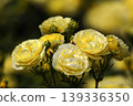 a bunch of roses in the garden 139336350