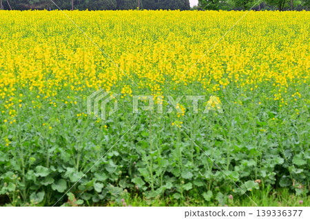 The arrival of spring: A field of rapeseed blossoms. The arrival of spring: A field of rapeseed blossoms. 139336377