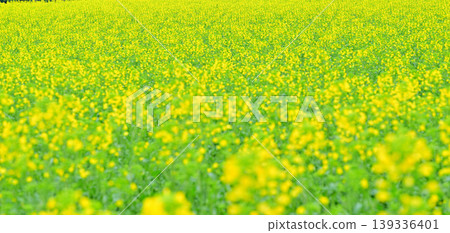 The arrival of spring: A field of rapeseed blossoms. The arrival of spring: A field of rapeseed blossoms. 139336401