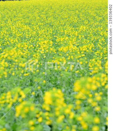 The arrival of spring: A field of rapeseed blossoms. 139336402