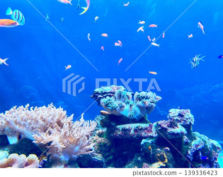 Colorful fish swimming leisurely Colorful fish swimming leisurely 139336423