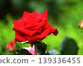 a bunch of roses in the garden 139336455