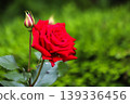 a bunch of roses in the garden 139336456