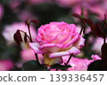 a bunch of roses in the garden 139336457