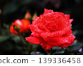 a bunch of roses in the garden 139336458