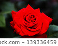 a bunch of roses in the garden 139336459