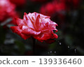 a bunch of roses in the garden 139336460
