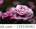 a bunch of roses in the garden 139336461