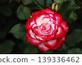 a bunch of roses in the garden 139336462