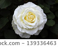 a bunch of roses in the garden 139336463