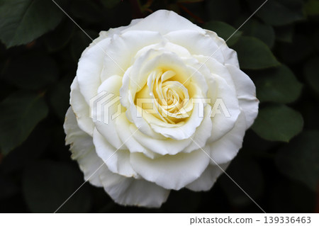 a bunch of roses in the garden 139336463