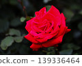 a bunch of roses in the garden 139336464