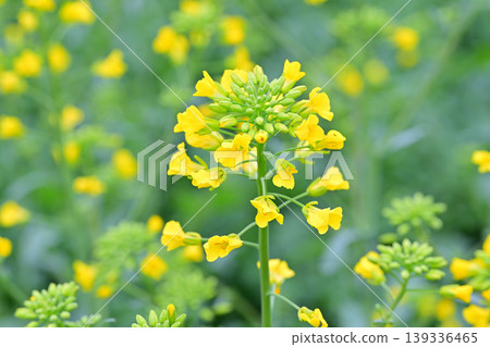 The arrival of spring: A close-up of rapeseed blossoms. The arrival of spring: A close-up of rapeseed blossoms. 139336465