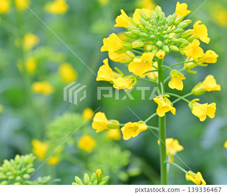 春天來了:油菜花的特寫。 春天來了:油菜花的特寫。 139336467