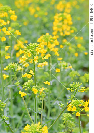 春天來了:油菜花的特寫。 春天來了:油菜花的特寫。 139336468