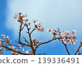 Chishima Sakura 139336491