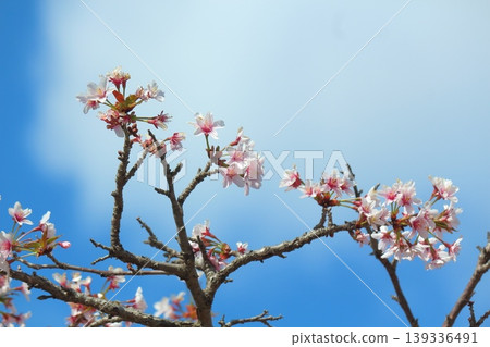 Chishima Sakura 139336491