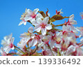 Chishima Sakura 139336492