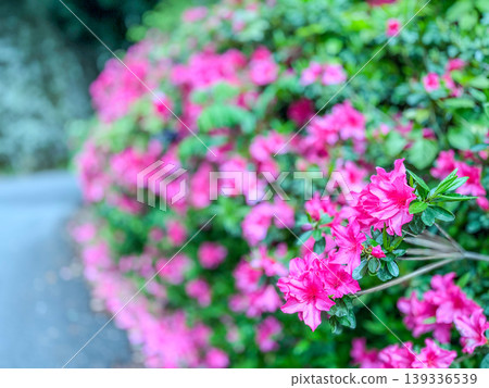 The vibrant azaleas in full bloom in the foreground are in a beautiful bokeh effect. The vibrant azaleas in full bloom in the foreground are in a beautiful bokeh effect. 139336539