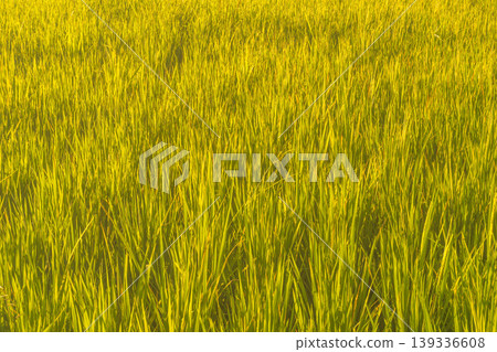 Beautiful morning view in Indonesia, panoramic landscape of rice fields with mountain ranges and clear sky Beautiful morning view in Indonesia, panoramic landscape of rice fields with mountain ranges and clear sky 139336608