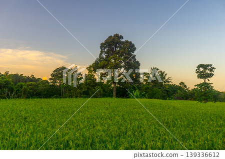 Beautiful morning view in Indonesia, panoramic landscape of rice fields with mountain ranges and clear sky 139336612