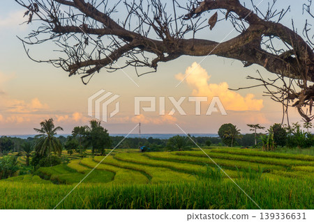 Beautiful morning view in Indonesia, panoramic landscape of rice fields with mountain ranges and clear sky Beautiful morning view in Indonesia, panoramic landscape of rice fields with mountain ranges and clear sky 139336631