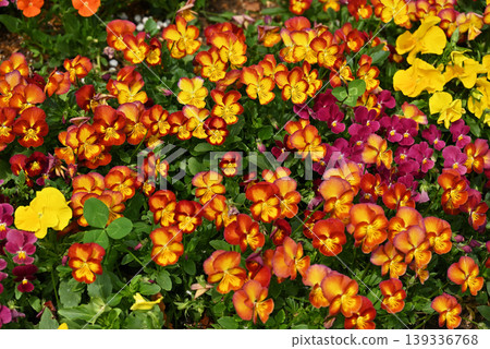Yellow viola Yellow viola 139336768