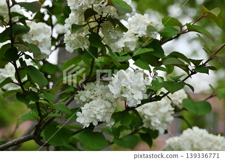Odemari的花朵 Odemari的花朵 139336771