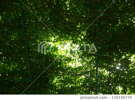 陽光透過綠植的縫隙灑下來 陽光透過綠植的縫隙灑下來 139336774