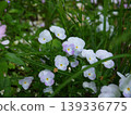 小花 139336775