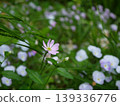 小粉紅色的花朵 139336776