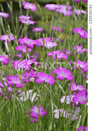 Pink Agrostemma Pink Agrostemma 139336781
