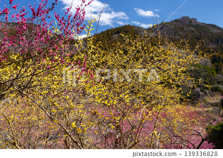 Colorful red and white plum blossoms and winter sweet blossoms cover the slopes of Abuda Fukujusou no Sato in Nakakosaka, Shimonita-machi, Kanra-gun, Gunma Prefecture. Colorful red and white plum blossoms and winter sweet blossoms cover the slopes of Abuda Fukujusou no Sato in Nakakosaka, Shimonita-machi, Kanra-gun, Gunma Prefecture. 139336828