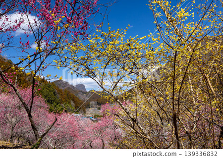 Colorful red and white plum blossoms and winter sweet blossoms cover the slopes of Abuda Fukujusou no Sato in Nakakosaka, Shimonita-machi, Kanra-gun, Gunma Prefecture. Colorful red and white plum blossoms and winter sweet blossoms cover the slopes of Abuda Fukujusou no Sato in Nakakosaka, Shimonita-machi, Kanra-gun, Gunma Prefecture. 139336832