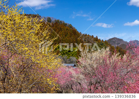 群馬縣甘羅郡下田町中小坂的阿布達福壽莊之里山坡上,開滿了色彩繽紛的紅白梅花和冬青花。 群馬縣甘羅郡下田町中小坂的阿布達福壽莊之里山坡上,開滿了色彩繽紛的紅白梅花和冬青花。 139336836