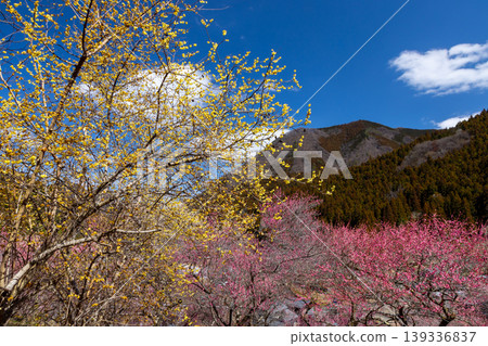 Colorful red and white plum blossoms and winter sweet blossoms cover the slopes of Abuda Fukujusou no Sato in Nakakosaka, Shimonita-machi, Kanra-gun, Gunma Prefecture. Colorful red and white plum blossoms and winter sweet blossoms cover the slopes of Abuda Fukujusou no Sato in Nakakosaka, Shimonita-machi, Kanra-gun, Gunma Prefecture. 139336837