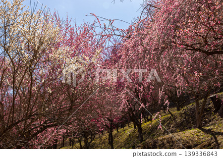群馬縣甘羅郡下田町中小坂的阿布達福壽莊之里山坡上,開滿了色彩繽紛的紅白梅花和垂枝梅花。 群馬縣甘羅郡下田町中小坂的阿布達福壽莊之里山坡上,開滿了色彩繽紛的紅白梅花和垂枝梅花。 139336843