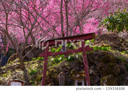群馬縣甘樂郡下仁田町中小坂阿布達福壽莊之裡的八幡神社的鳥居被紅梅包圍。 群馬縣甘樂郡下仁田町中小坂阿布達福壽莊之裡的八幡神社的鳥居被紅梅包圍。 139336886
