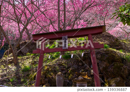群馬縣甘樂郡下仁田町中小坂阿布達福壽莊之裡的八幡神社的鳥居被紅梅包圍。 群馬縣甘樂郡下仁田町中小坂阿布達福壽莊之裡的八幡神社的鳥居被紅梅包圍。 139336887