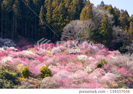 群馬縣甘羅郡下田町中小坂的阿布達福壽莊之里山坡上,開滿了色彩繽紛的紅白梅花和冬青花。 群馬縣甘羅郡下田町中小坂的阿布達福壽莊之里山坡上,開滿了色彩繽紛的紅白梅花和冬青花。 139337036