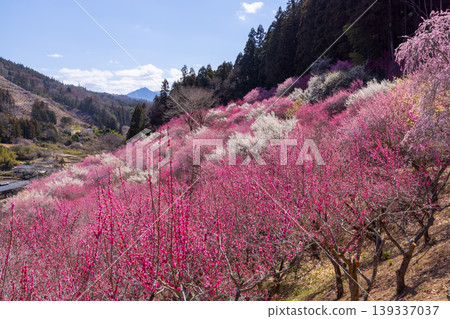 群馬縣甘羅郡下田町中小坂的阿布達福壽莊之里山坡上，開滿了色彩繽紛的紅白梅花和冬青花。 139337037